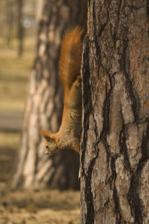 Sciurus vulgarisの写真素材