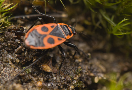 Pyrrhocoris apterusの写真素材