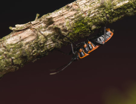 Pyrrhocoris apterus