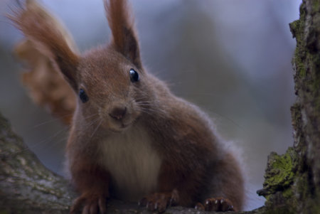 Sciurus squirrel