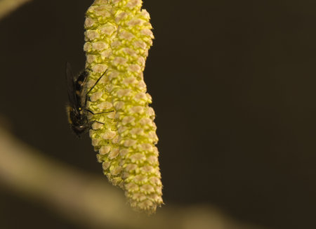 hazel flower