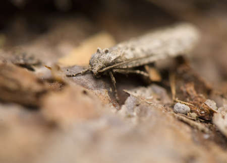 Semioscopis avellanellaの写真素材