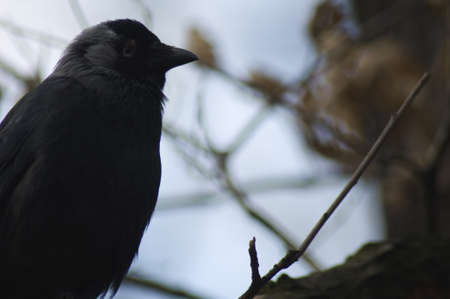 Jackdawの写真素材