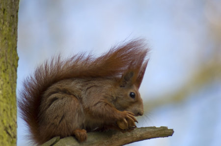 Sciurus squirrel