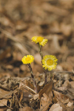 Tussilago farfara の写真素材