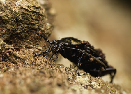 Carabus