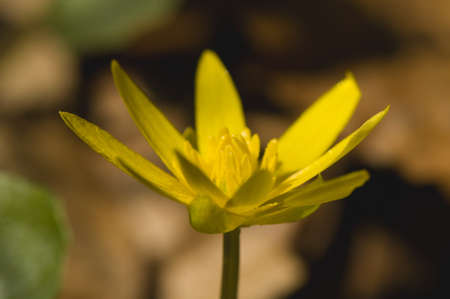 Ficaria vernaの写真素材