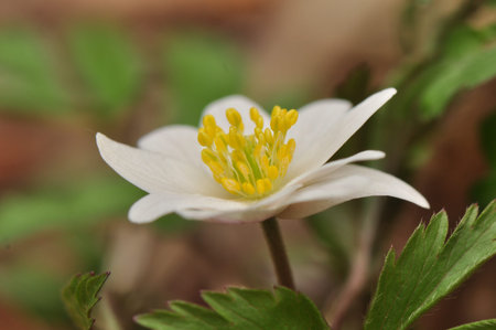 Anemone nemorosa 10 petals
