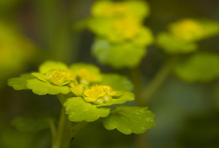 Chrysosplenium alternifolium