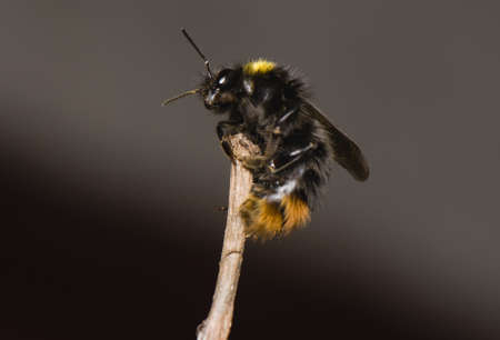 Bumblebeeの写真素材