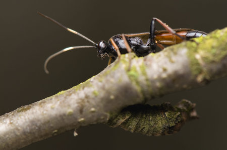 Ichneumonidaeの写真素材