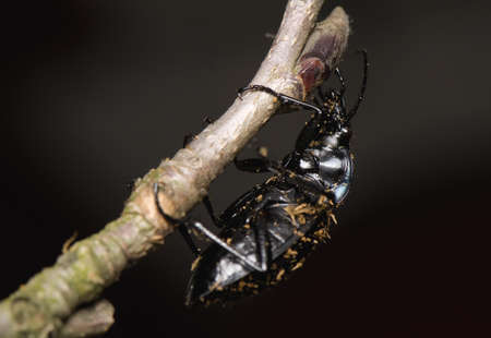 Carabusの写真素材