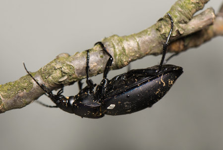 Carabusの写真素材