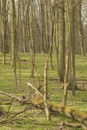 Spring forest
