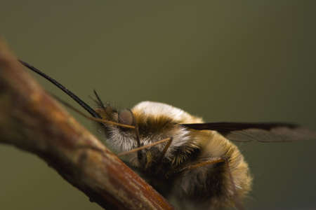 Bombylius majorの写真素材