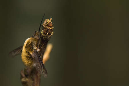 Bombylius majorの写真素材