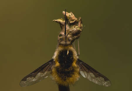 Bombylius majorの写真素材