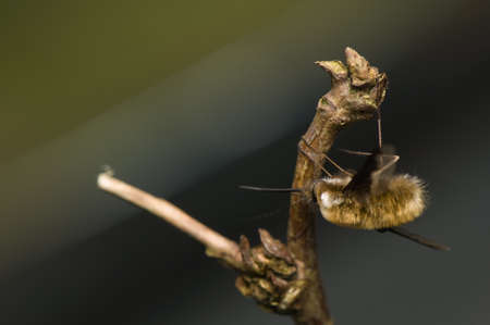 Bombylius majorの写真素材