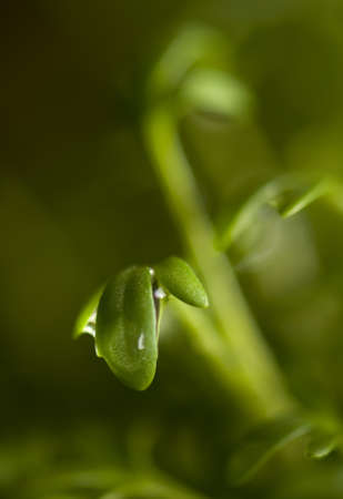 cuckooflowerの写真素材