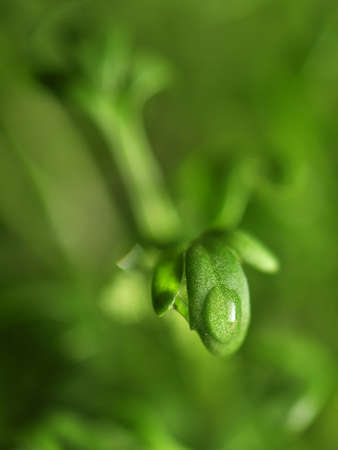 cuckooflowerの写真素材