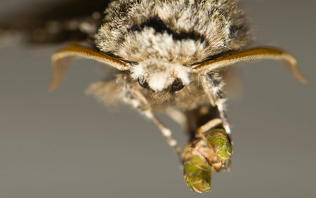 Biston strataria