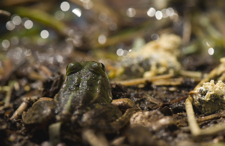 Pelophylax lessonae syn  Rana lessonae