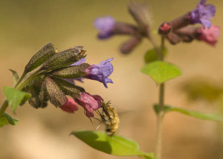 Pulmonaria obscura and bombylius majorの写真素材