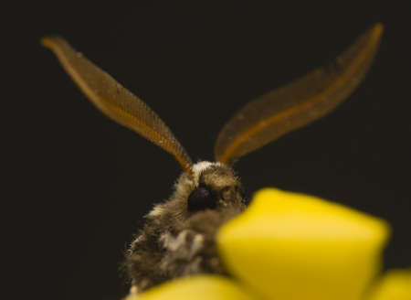 Biston stratariaの写真素材