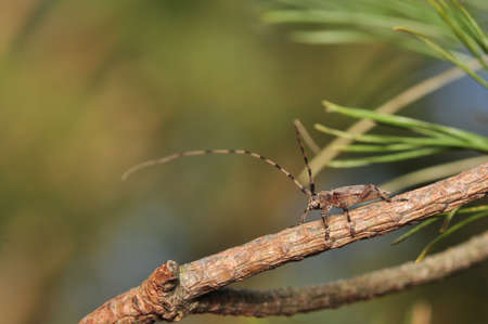 Acanthocinus aedilisの写真素材
