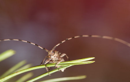 Acanthocinus aedilis