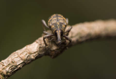 Hylobius abietisの写真素材