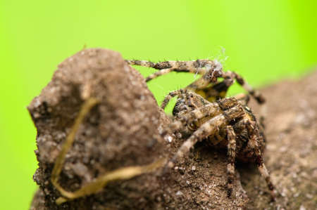 Araneus angulatusの写真素材