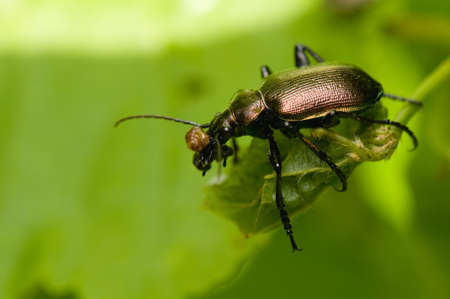 Calosoma inquisitorの写真素材
