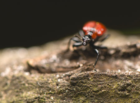 Apoderus coryli