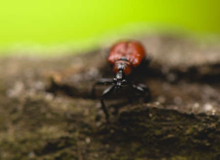 Apoderus coryliの写真素材