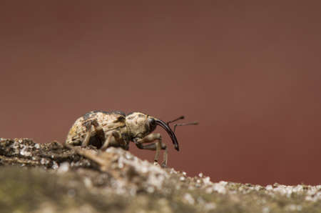 Grypus equisetiの写真素材