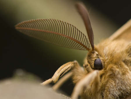 Aglia tauの写真素材