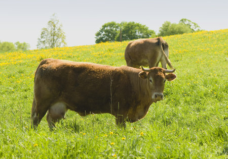 brown cowの写真素材