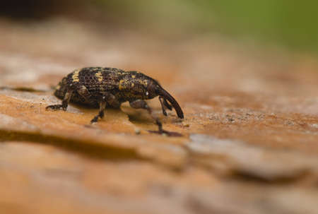 Pissodes piniの写真素材