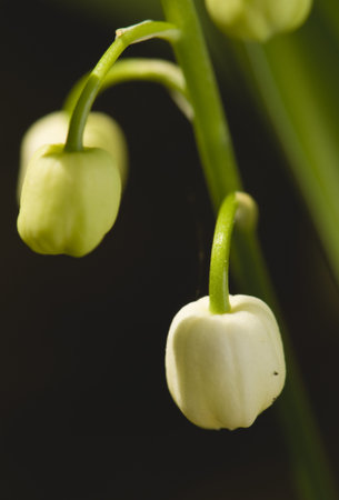 Convallaria majalis