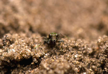 Elaphrus aureusの写真素材