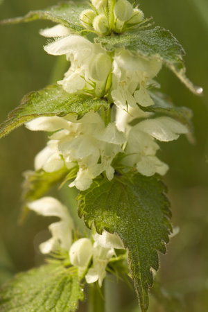 Lamium albumの写真素材