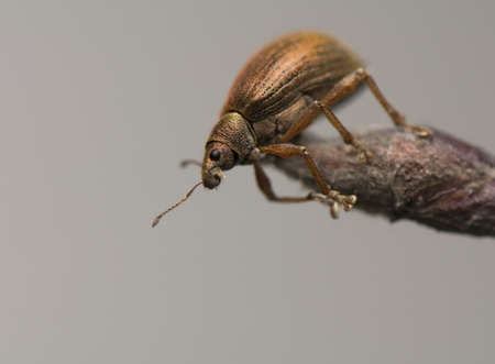 Phyllobiusの写真素材