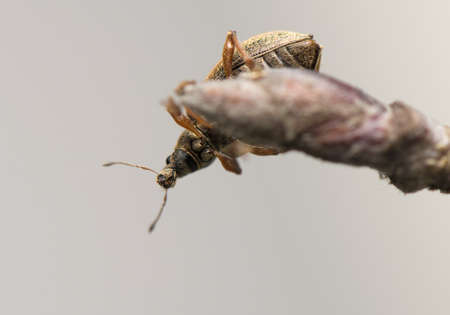 Phyllobiusの写真素材