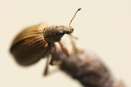 Phyllobiusの写真素材