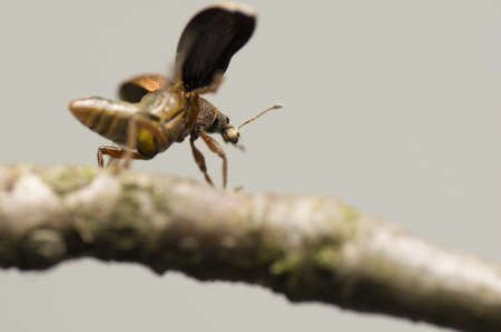 Phyllobiusの写真素材
