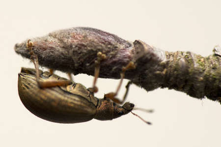 Phyllobiusの写真素材