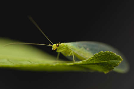 Chrysopidaeの写真素材