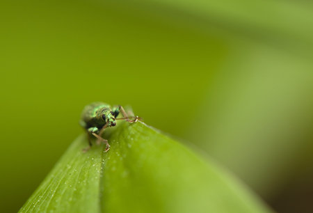 Phyllobius