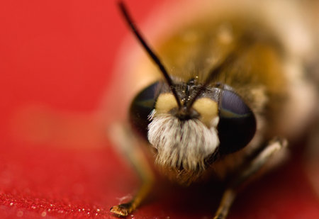 Bearded bee with two-colored eyes